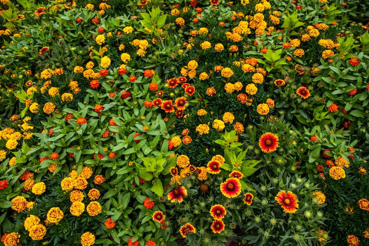 Park Ave perennial beds